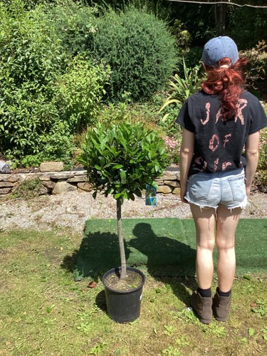 Laurus nobilis lollipop bay - laurus,
