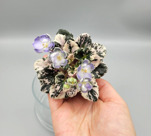 Very rare indoor plant african - rare,