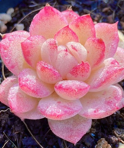 Echeveria vincent catto - vincent, x