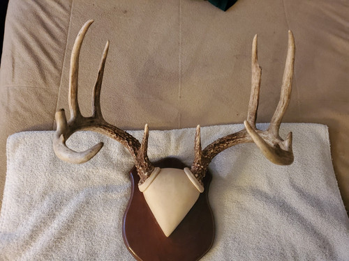 Nice indiana whitetail deer - nice,