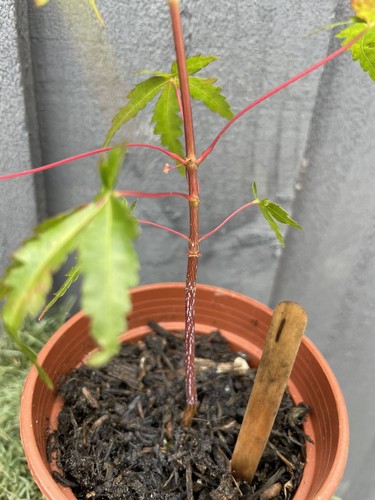 Japanese maple acer - maple,