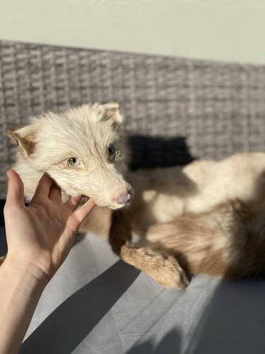 Floppy white diamond ranch fox - floppy,