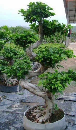 Shape ficus microcarpa - shape,