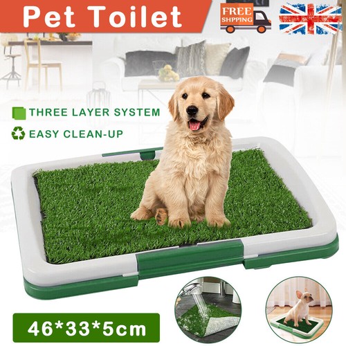 Pet dog toilet - toilet, indoor
