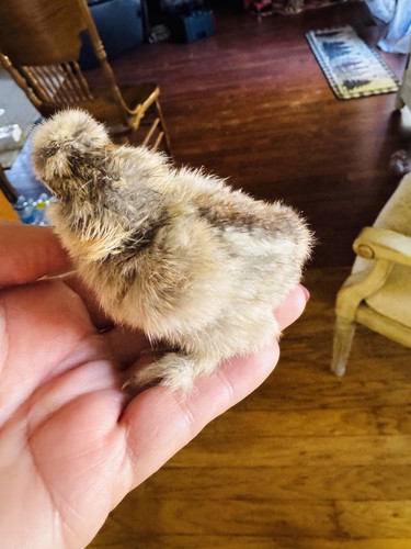 Silkie hatching eggs calico - silkie,