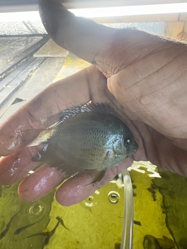 5 turquoise severum - turquoise,