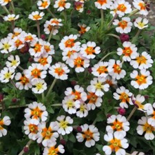 Night scented phlox orange - night,