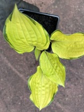 Hosta PARADISE ISLAND - Small