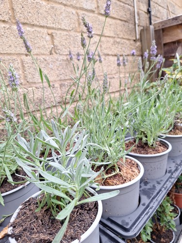 English lavender angustifolia - english,