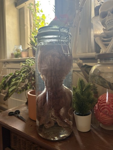 Wet specimen octopus taxidermy - wet,