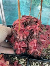 Drosera Slackii, Seedgrown