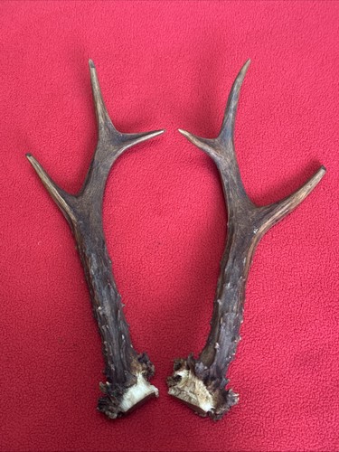 Pair roe deer antlers - of,