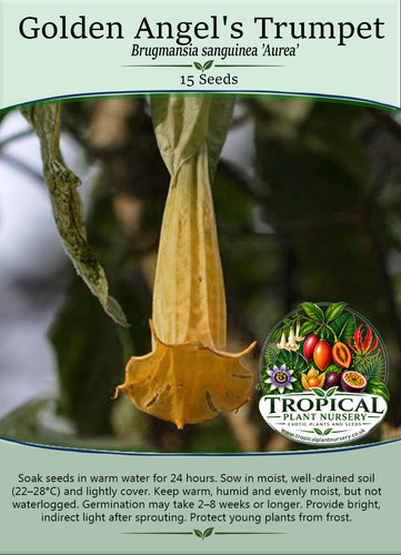 Golden angels trumpet - angels,