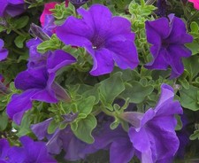 x3 Petunia Surfinia Blue