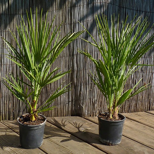 Pair hardy fan palms - pair, of
