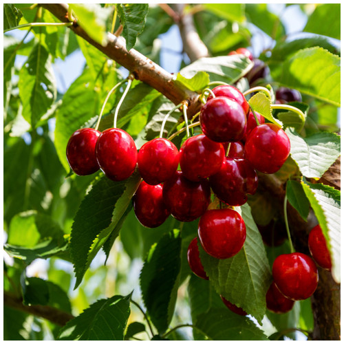 Lapins cherry tree 4ft - cherry, in