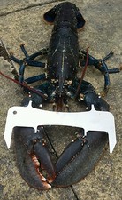 LOBSTER CRAB GAUGE velvet