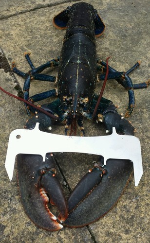 Lobster crab gauge velvet - crab,