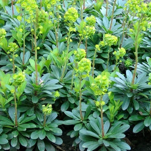 Euphorbia amygdaloides var - euphorbia,
