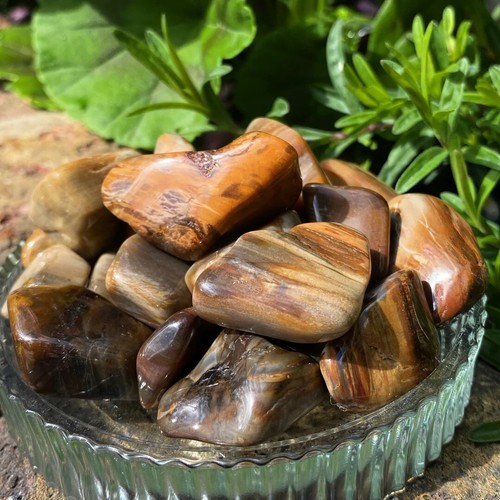 Petrified wood tumblestones - petrified,