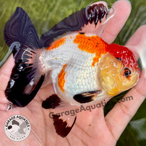 Live premium fancy goldfish - fancy,
