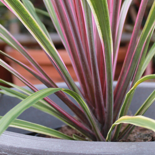 Cordyline australis can - 'can, can'