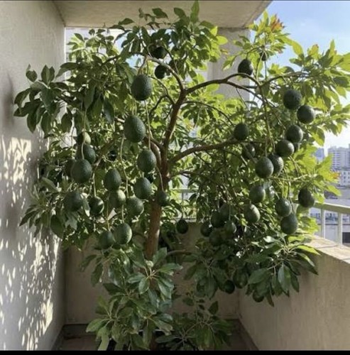 Avocado seedlings for sale - avocado,