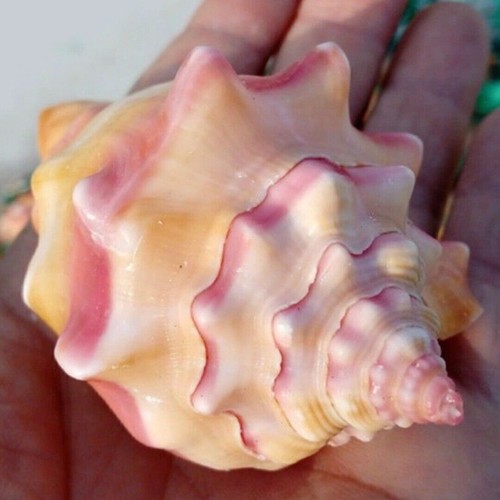 9cm conch large sea - 7-9cm,