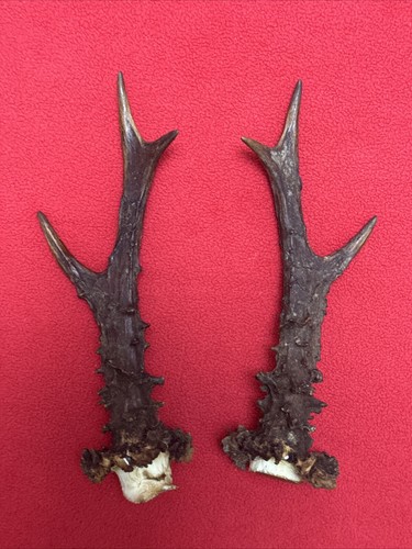 Pair roe deer antlers - pair, of