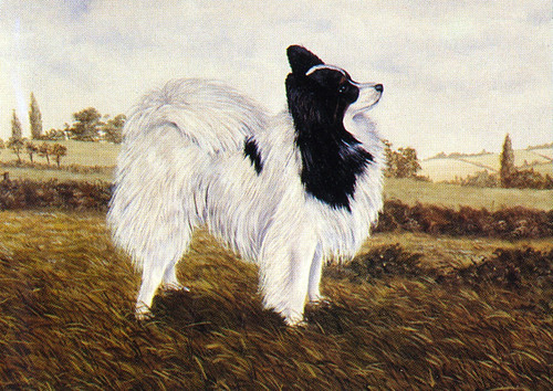 Papillon dog greeting card - dog,