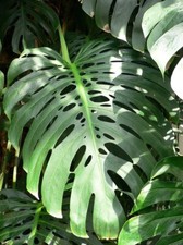 Monstera deliciosa Swiss Cheese Plant 9cm pot Grown from seed
