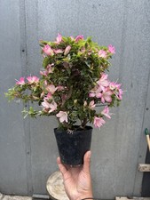 Japanese Satsuki Azalea