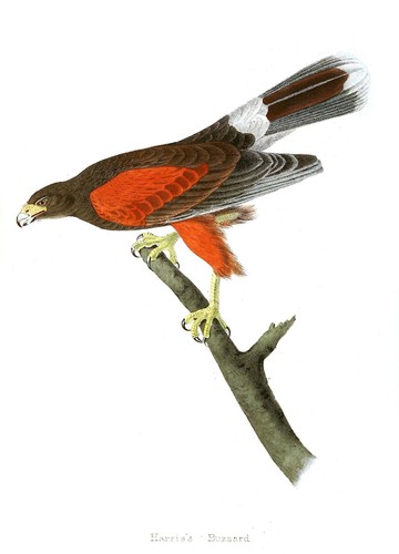 Vtg 1840 audubon - 1840's,