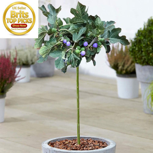 Ficus brown turkey - ficus, tree