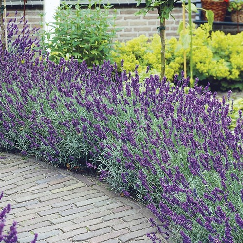 Lavender hidcote english - 6,