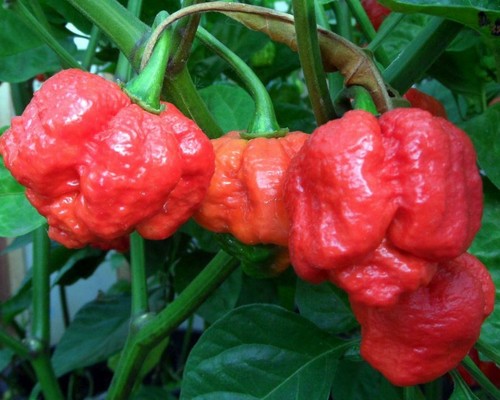 Chili pepper trinidad - 2x,