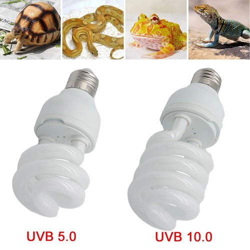 Pet screw bulb plant reptile - screw,