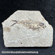 Knightia alta fish fossil in