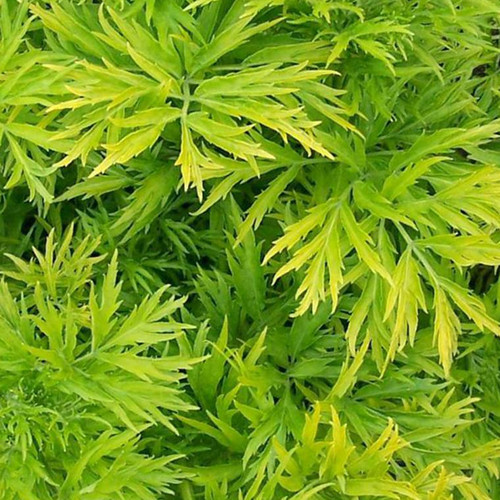 Sambucus nigra golden - sambucus,