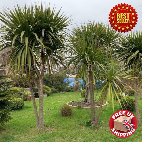 Semi hardy cordyline - ft,