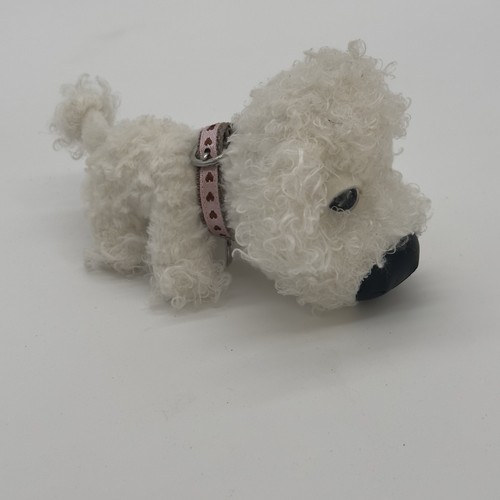 White poodle the dog - white,