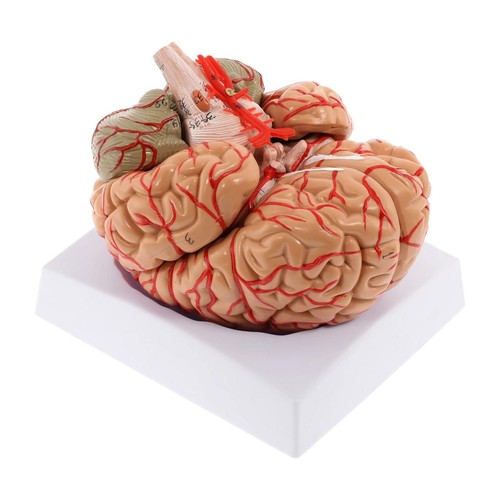 Human brain model - brain, neuroanatomy