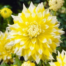 Grand Prix Yellow White