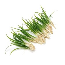 Sagittaria Subulata Grass Live