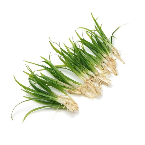 Sagittaria subulata grass - subulata,