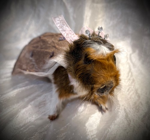 Ridiculous guinea pig - guinea,
