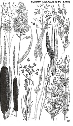 Vintage flower prints - ,, book