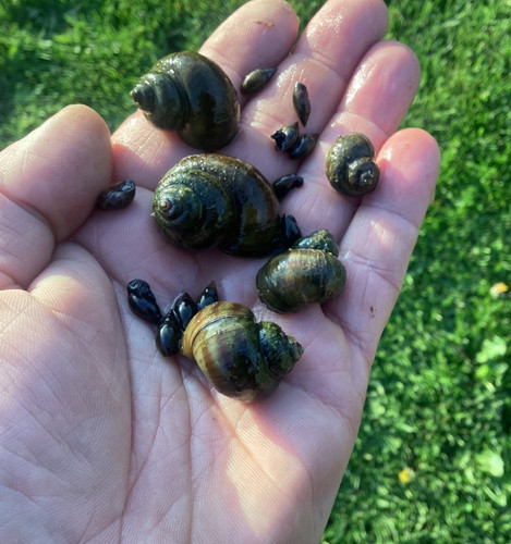 Wild pond snail mix brown - wild,