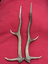 PAIR OF RED DEER ANTLERS 519g.   aprox. 36/48cm.