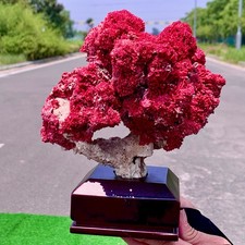 1.39LB Natural Red coral reef Cluster Ocean Mineral Crystal Specimen